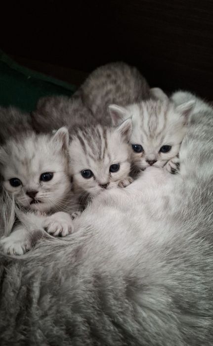 Британские котята