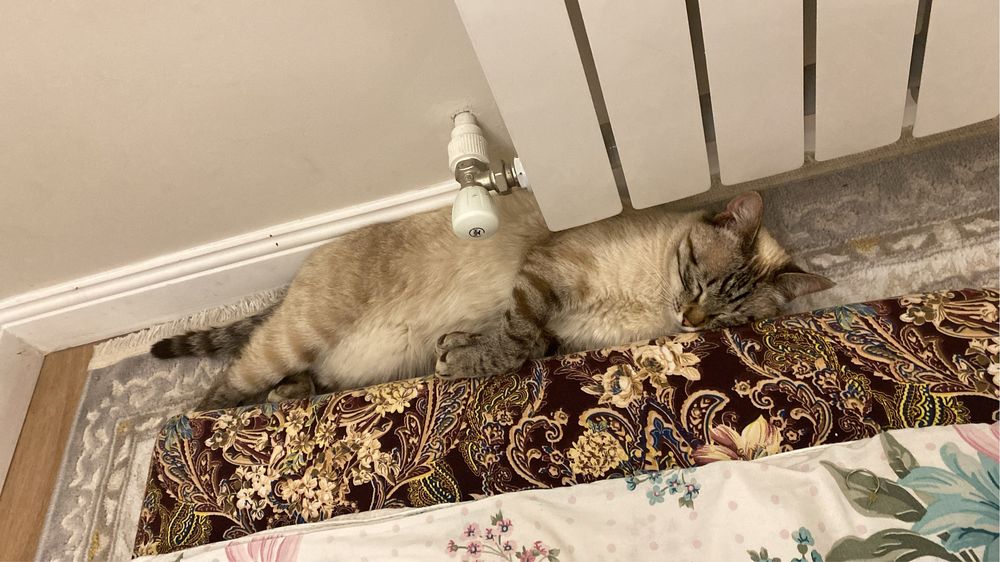 Кот бесплатно отдам в добрые руки