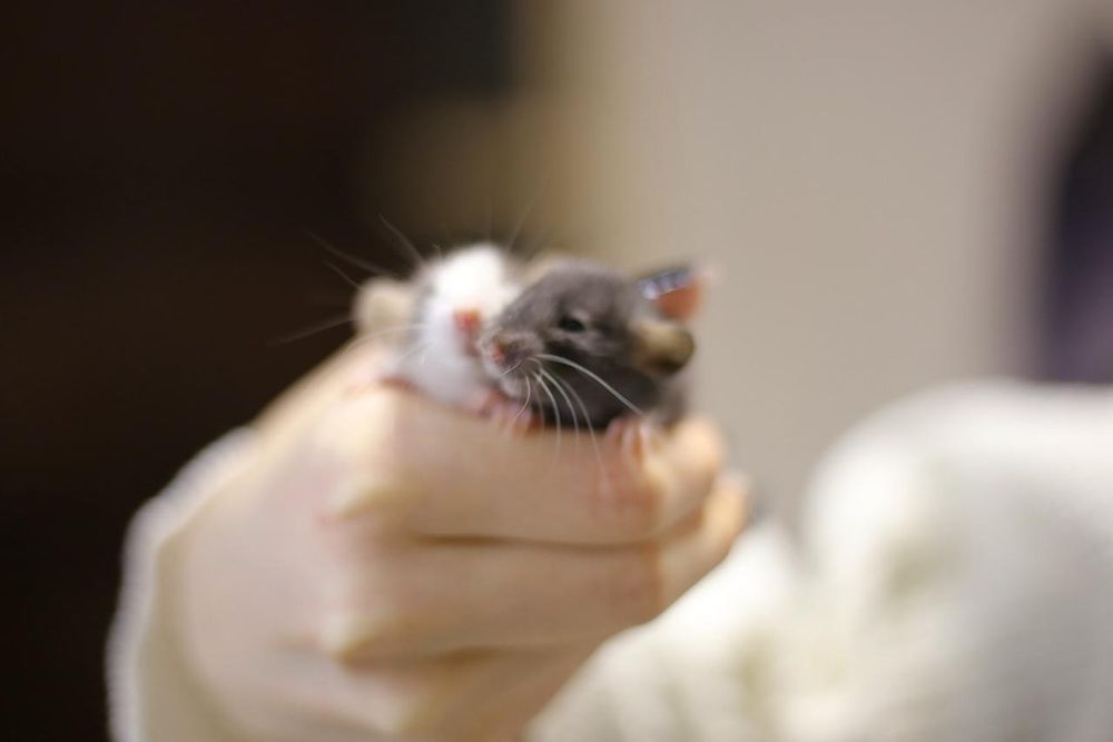 Крысята дамбоухие