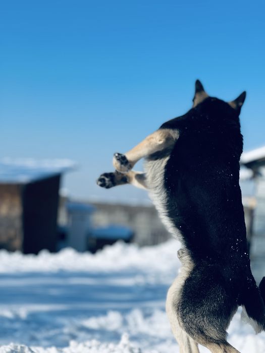 Вязка  овчарка (Кобель) ВЕО Обмен