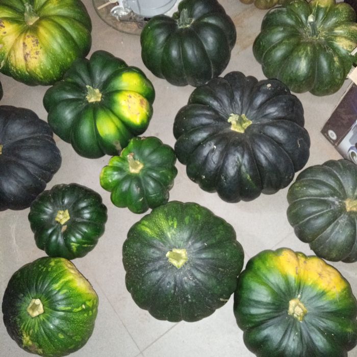 Тыквы продам большие