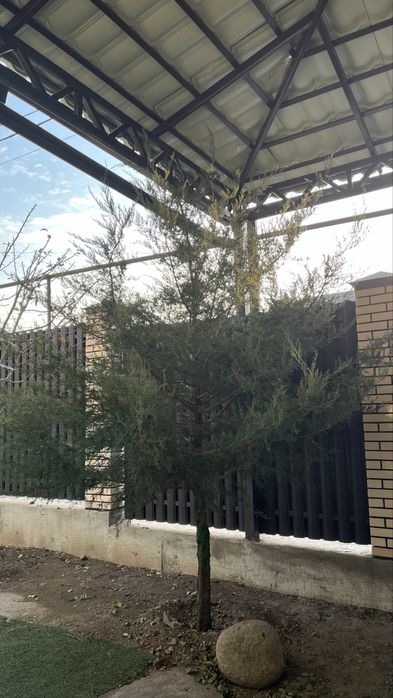 Можжевельники очень красивые