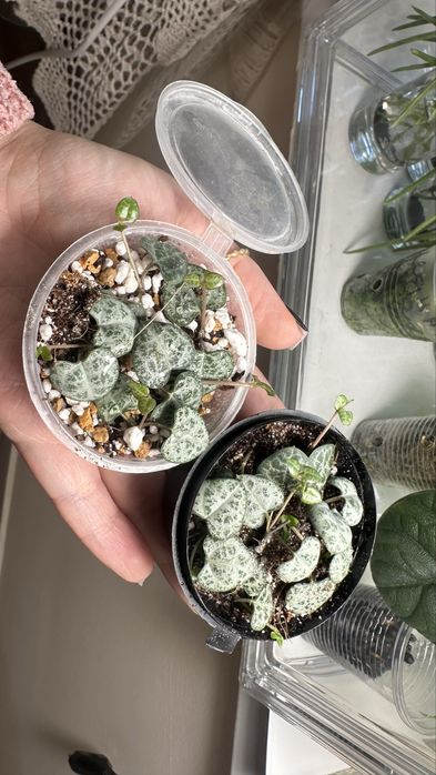 Церопегия Вуда/Вуди растение