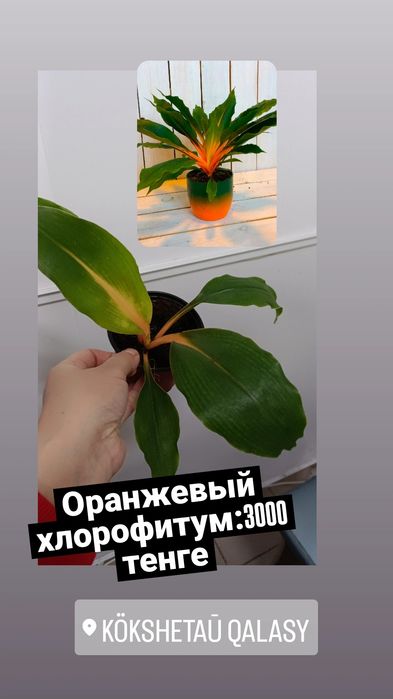 Оранжевый хлорофитум:3000 тенге