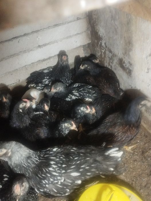Pui combatant , wyandotte argintiu , australorp