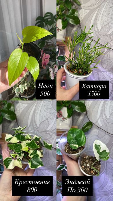 Комнатные цветы пррдам