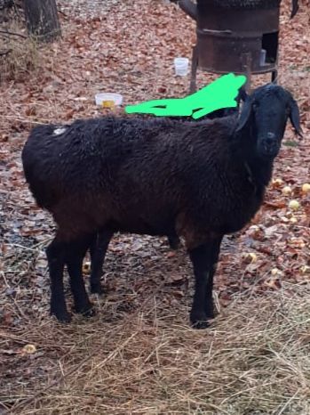 Қой сатылады Ірі қой