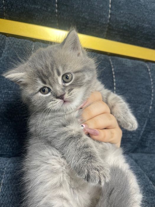 Продам котят . Шотландские вислоухие / с прямыми ушами