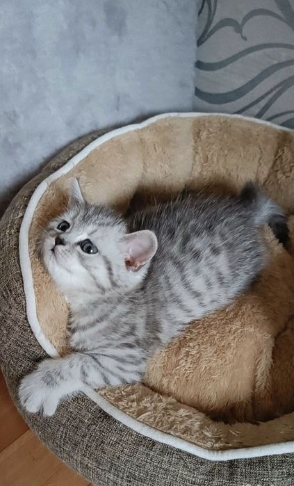 Британские котята