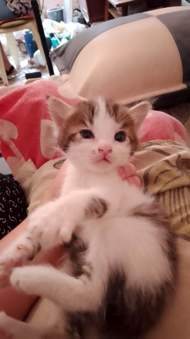 Отдам котят в хорошие руки