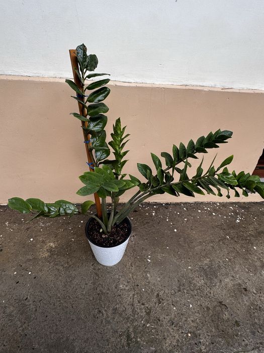 Продам Замиакулькас