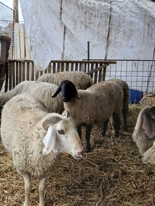 Vand 11 oi carabase tinere