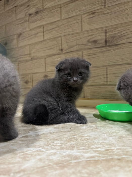 Продаются котята скотиш фолд породистые
