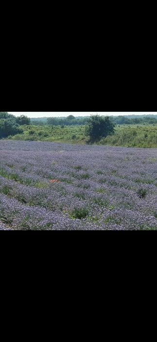 Продава се Земеделски имот в с. Тъжа, Област Стара Загора -  кв.м за 1785 €/дка - Снимка #7