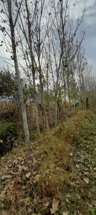 Terak sotiladi 40000 sum dan 200 dona