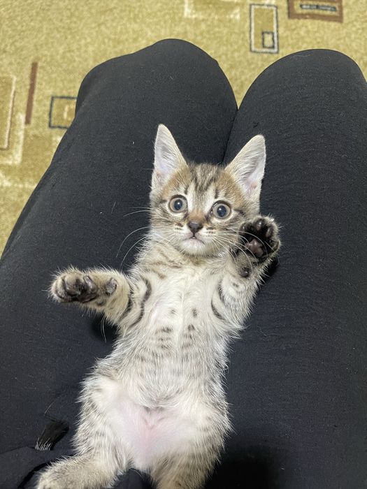 Отдам котят в добрые руки