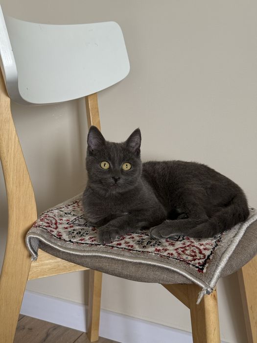 Котенок в добрые руки