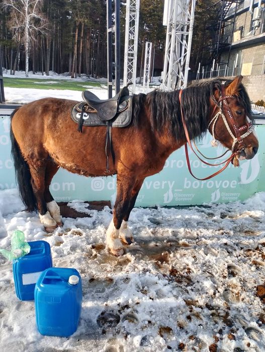 Продам лошадь!!!