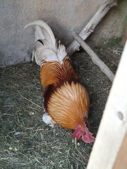 Vând un cocos pitic din linie din foarte bună