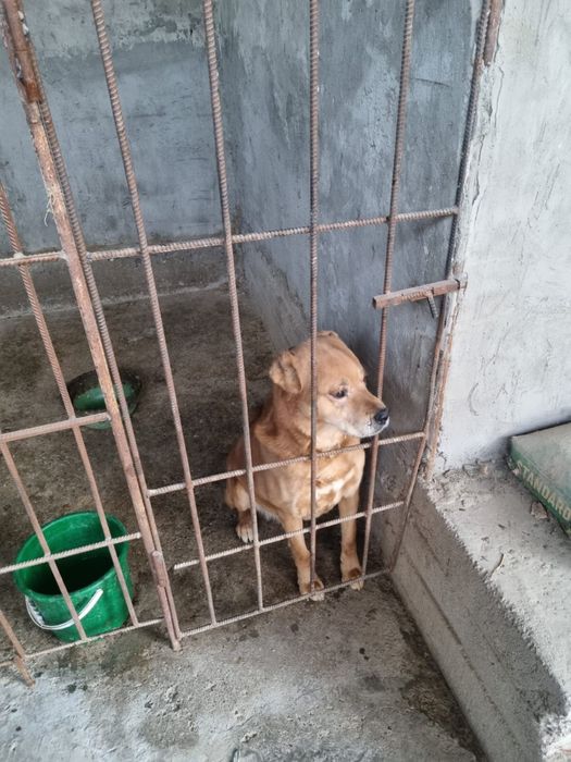 Собака Бесплатно