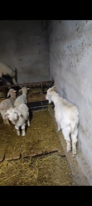 Қой Ешкі Баран Козлы