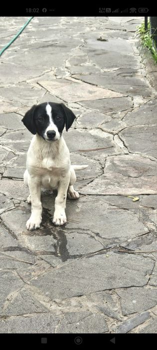 Щеночки ищут дом и любящих хозяев