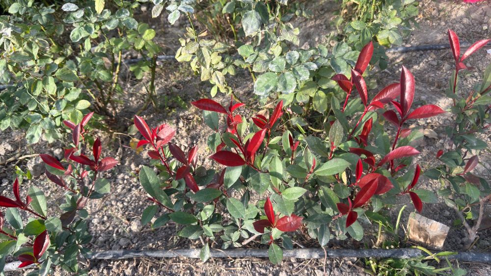 Фатиния изгирид (Италия)