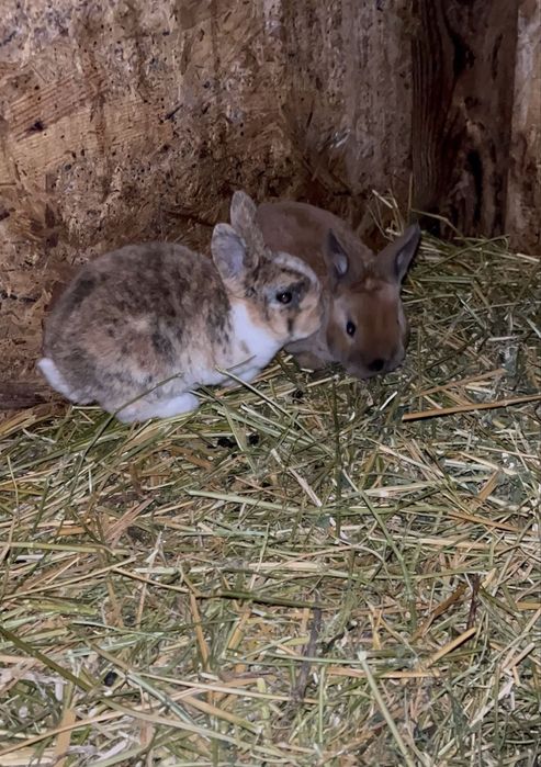 Iepurași Rex pitic ( 2 femeluțe) de vânzare !