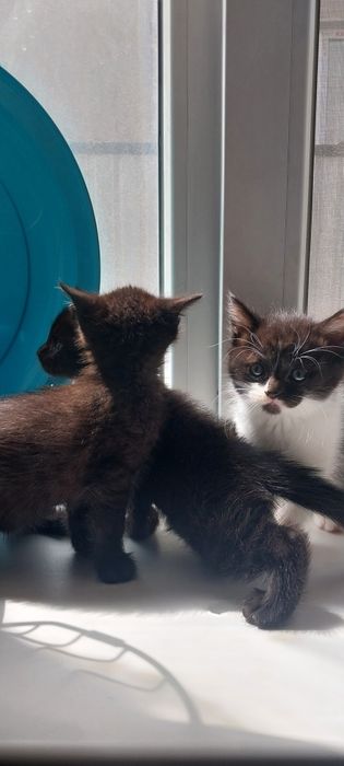 Котята в хорошие руки