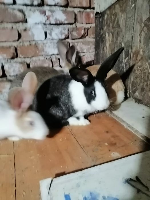 Vând iepuri hycol francez