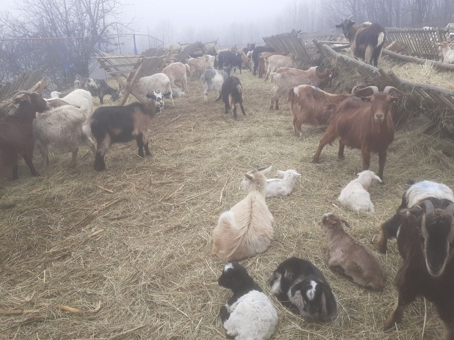 Capre fatate și gestante