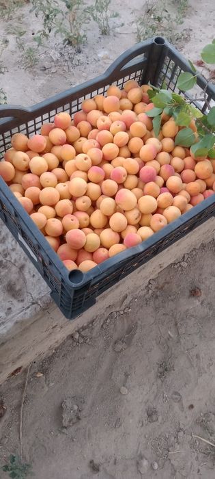 Дача с богатым садом