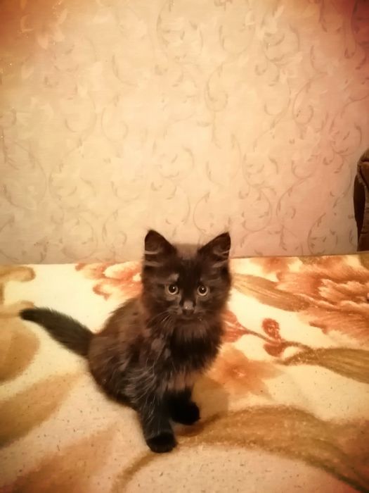 Кішкентай мысық еркек