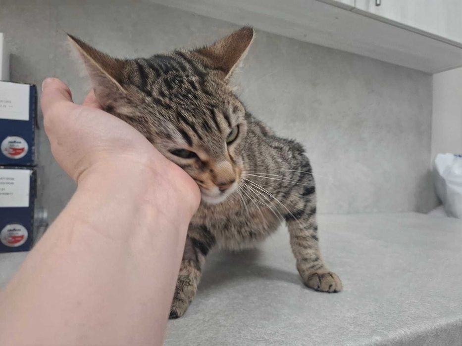 Котета търсят своя дом