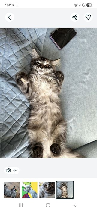 Продам кошку. В подарок шампунь.