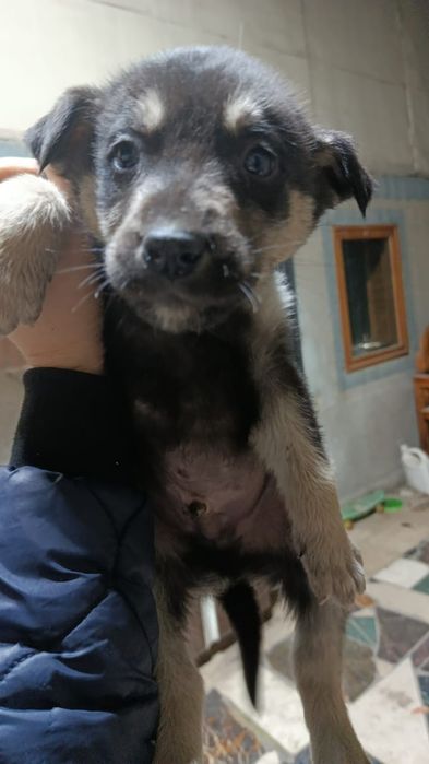 Отдам щенков Хаски в хорошие руки