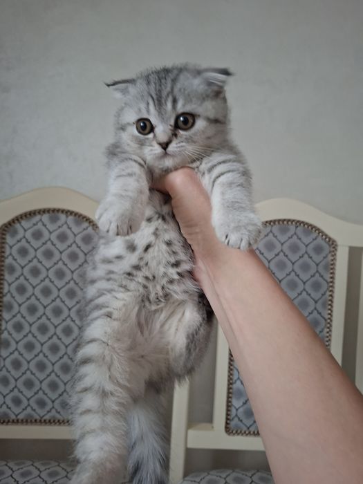 Скоттиш фолд девочка