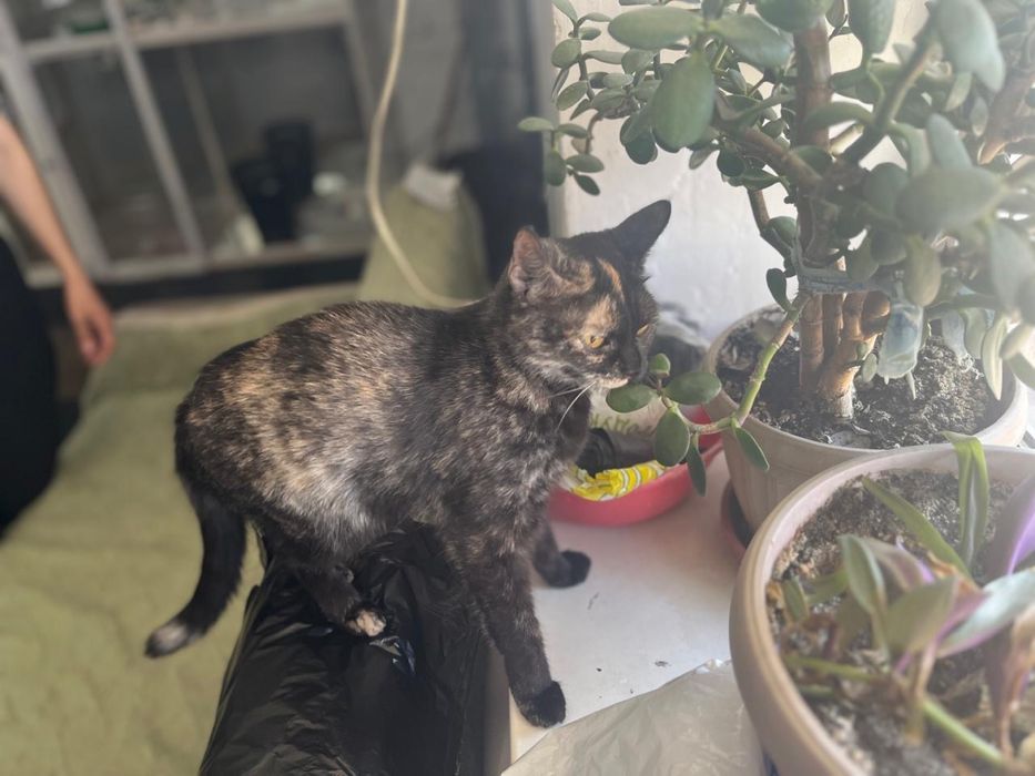 Отдам кошечку в добрые руки