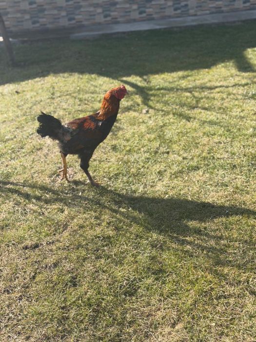 Петухи прошлогодние