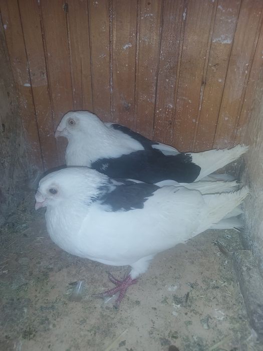 Porumbei Jucatori de Galati