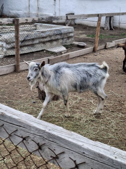 Таза қанды  алпи Теке сатылады.