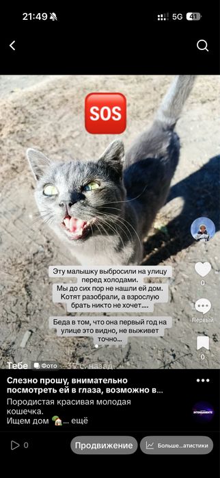 Кошка. Молодая ласковая