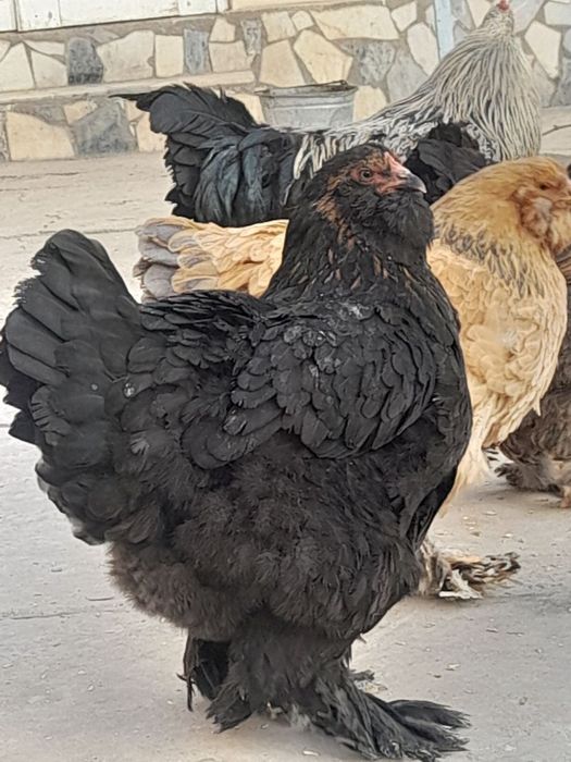 Brama tovuq va xoʻrozlar sotiladi