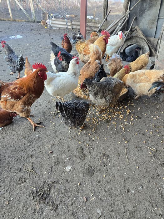 Vand gaini si cocosi de tara!