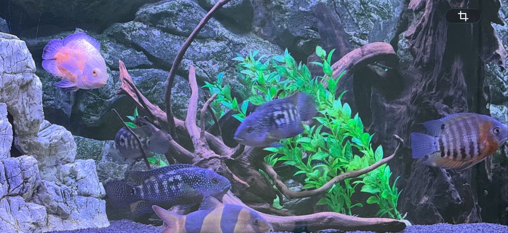 Vand/schimb 3 ciclide Jack Dempsey maturi