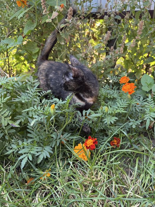 Котенок в добрые м любящие руки