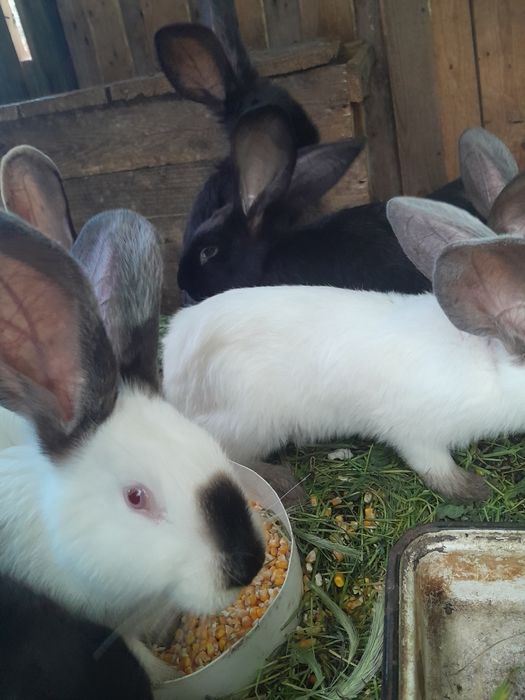 Iepuri, rasa uriașul belgian