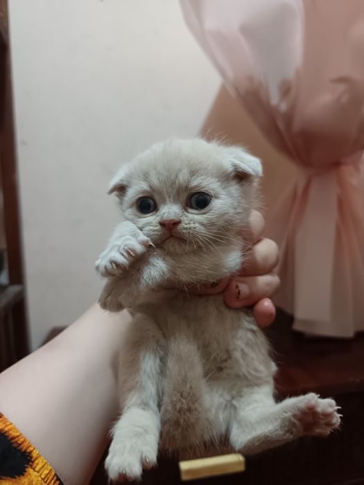 Mushuk bolalari sotiladi