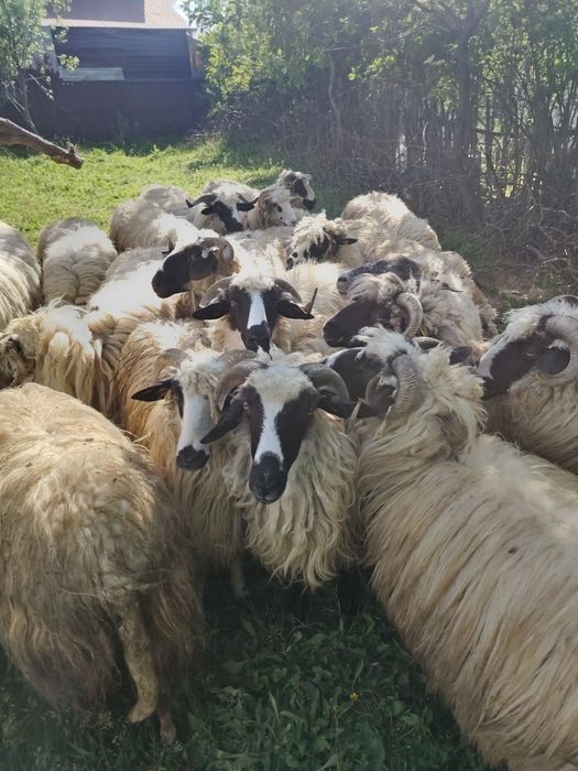 Vând oi bine ingrijite