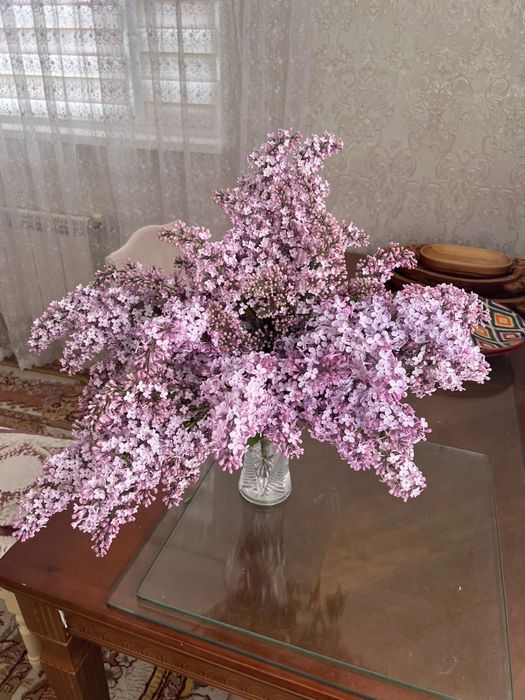 Продаю сирень душистая